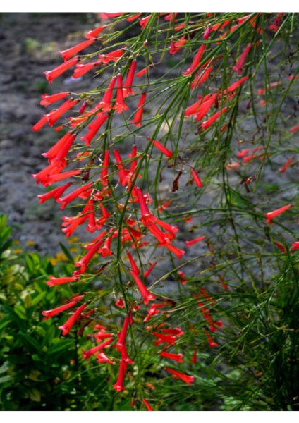 Çok Satan Kırmızı Mercan (20 50 Cm) 1 Adet Saksılı Çiçekli Dış Mekan Bitkisi Russelia Equisetiformis