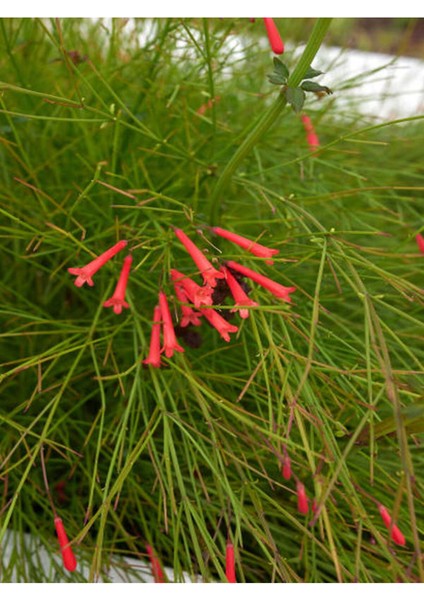 Çok Satan Kırmızı Mercan (20 50 Cm) 1 Adet Saksılı Çiçekli Dış Mekan Bitkisi Russelia Equisetiformis fırsatları