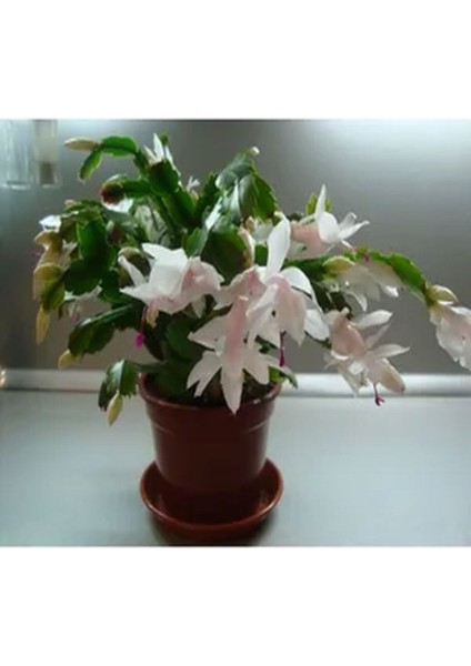 Çok Satan 1 Adet Beyaz Yılbaşı Çiçeği 20-30 cm Saksılı Çiçekli Bodur Bitkiler Zygocactus fiyatları