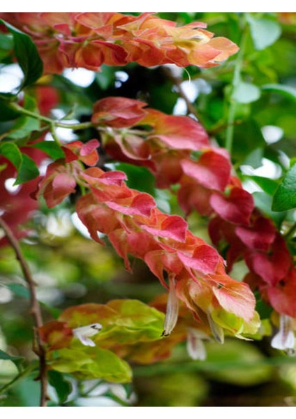 Çok Satan Muhteşem Görünümlü Karides (30 40 Cm)4 Adet Saksılı Bahçe Bitkisi Pachystachys Lutea