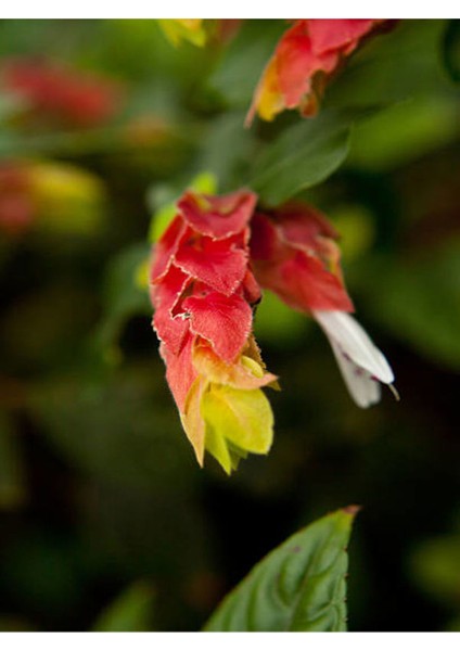 Çok Satan Muhteşem Görünümlü Karides (30 40 Cm)4 Adet Saksılı Bahçe Bitkisi Pachystachys Lutea fırsatları