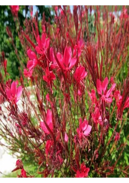 Kampanyalı 1 Adet Kırmızı Gaura Fidanı 30-60 cm Saksılı Çiçekli Bodur Bitkiler Gaura Lindheimeri