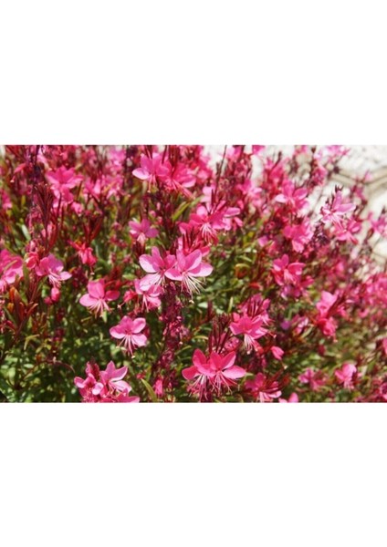 Kampanyalı 1 Adet Kırmızı Gaura Fidanı 30-60 cm Saksılı Çiçekli Bodur Bitkiler Gaura Lindheimeri fiyatları