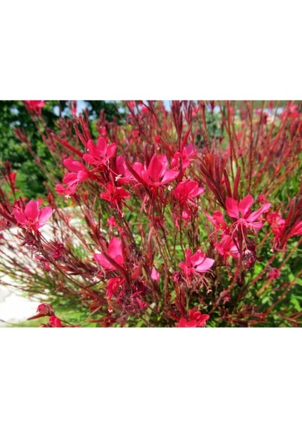 Kampanyalı 1 Adet Kırmızı Gaura Fidanı 30-60 cm Saksılı Çiçekli Bodur Bitkiler Gaura Lindheimeri modelleri