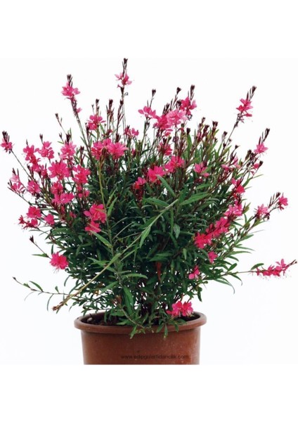 Kampanyalı 1 Adet Kırmızı Gaura Fidanı 30-60 cm Saksılı Çiçekli Bodur Bitkiler Gaura Lindheimeri fırsatları