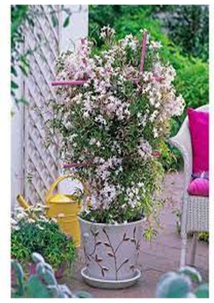 Çok Avantajlı Çin Yasemini Kokulu Beyaz Renkli (30 60CM) Jasminum Polyanthum fiyatları