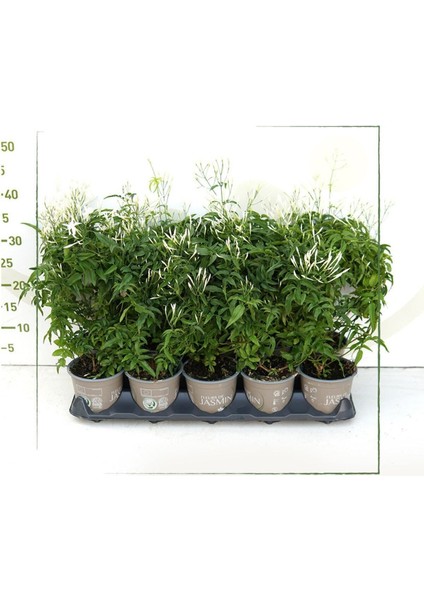 Çok Avantajlı Çin Yasemini Kokulu Beyaz Renkli (30 60CM) Jasminum Polyanthum fırsatları