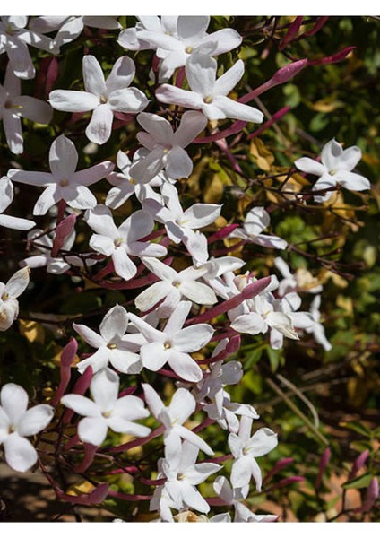 Çok Avantajlı Çin Yasemini Kokulu Beyaz Renkli (30 60CM) Jasminum Polyanthum