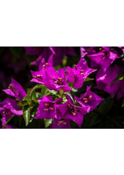 Çok Satan 1 Adet Koyu Pembe Begonvil Çiçeği 40-50 cm Saksılı Çiçekli Bodur Bitkiler Bougainvillea fiyatları