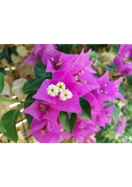 Çok Satan 1 Adet Koyu Pembe Begonvil Çiçeği 40-50 cm Saksılı Çiçekli Bodur Bitkiler Bougainvillea fırsatları