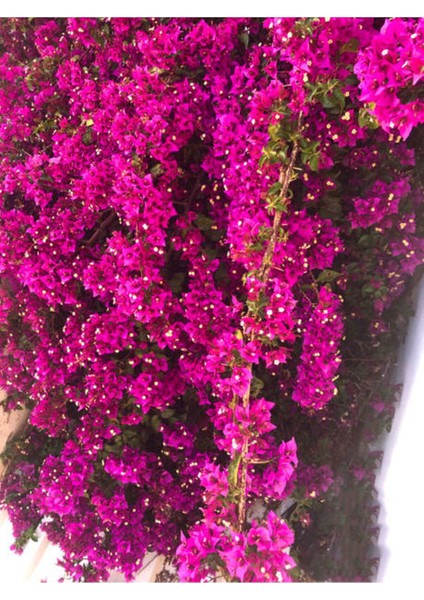 Çok Satan 1 Adet Koyu Pembe Begonvil Çiçeği 40-50 cm Saksılı Çiçekli Bodur Bitkiler Bougainvillea indirimleri