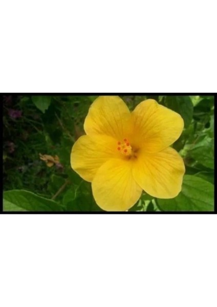 Çok Satan 1 Adet Sarı Japon Çiçeği 20-30 cm Tüplü Çiçekli Bodur Bitkiler Camellia