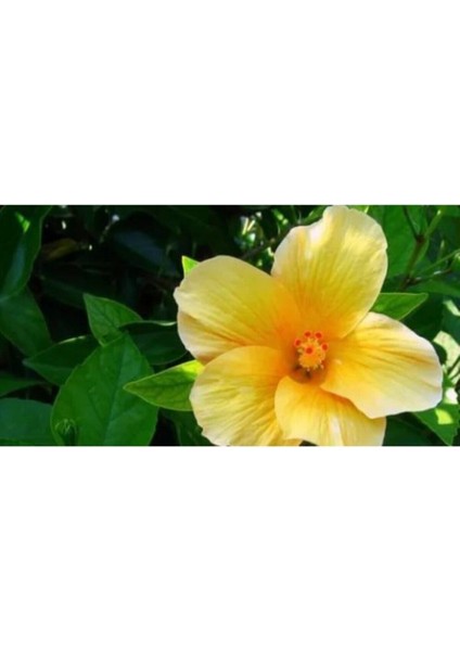 Çok Satan 1 Adet Sarı Japon Çiçeği 20-30 cm Tüplü Çiçekli Bodur Bitkiler Camellia