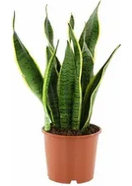 Çok Satan 1 Adet Kılıç Çiçeği Fidanı 40-60 cm Saksılı Çiçekli Bodur Bitkiler Gladiolus