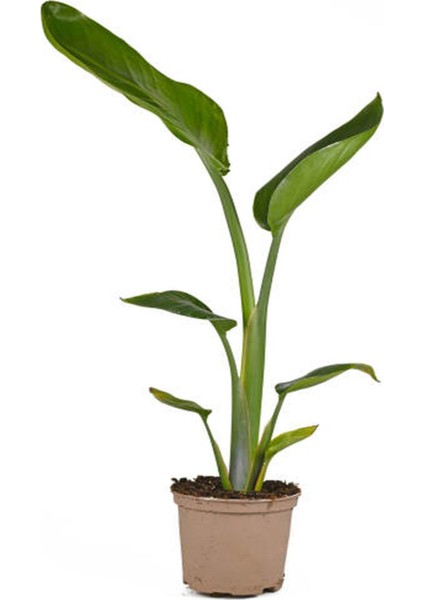 Çok Avantajlı Starliçe - Beyaz Cennet Kuşu 50 -60 cm (Strelitzia Nicolai) Iç Mekan Bitkisi