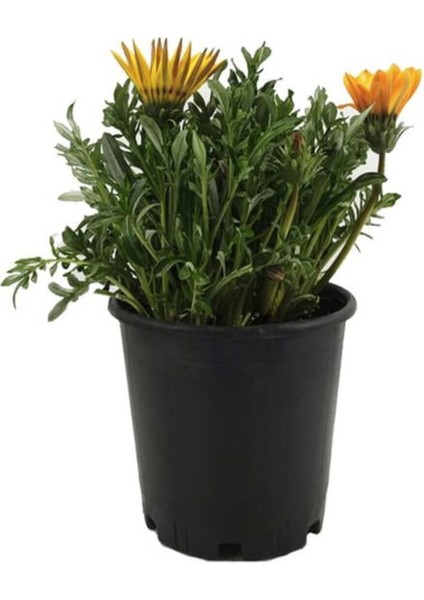 Çok Satan Turuncu Gazanya (5 15 Cm)10 Adet Saksılı/ Tüplü Çiçekli Bodur Bitki Gazania indirimleri