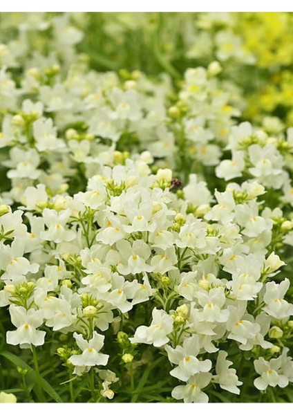 Çok Satan Beyaz Aslanağzı (5 15 Cm)10 Adet Saksılı/ Tüplü Çiçekli Bahçe Balkon Bitkisi Antirrhinum fırsatları