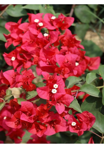 Çok Satan Begonvil Sarmaşığı-Kırmızı (Bougainvillea) fiyatları