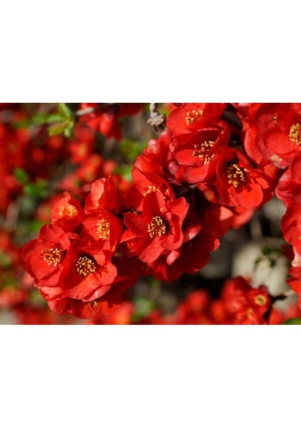 Çok Satan 1 Adet Kırmızı Bahar Dalı Çiçeği Fidanı 30-60 cm Tüplü Spring Flowers