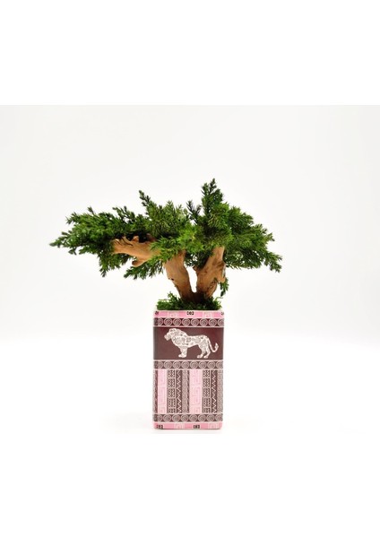 Hitit Desenli Seramik Saksıda El Yapımı Bonsai | Bakım Gerektirmeyen Doğal Dekoratif Ağaç | Japon Zen Masa Üstü Süsü