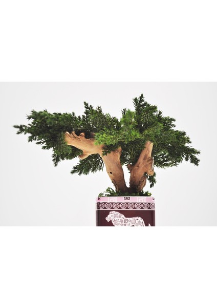 Hitit Desenli Seramik Saksıda El Yapımı Bonsai | Bakım Gerektirmeyen Doğal Dekoratif Ağaç | Japon Zen Masa Üstü Süsü fiyatları