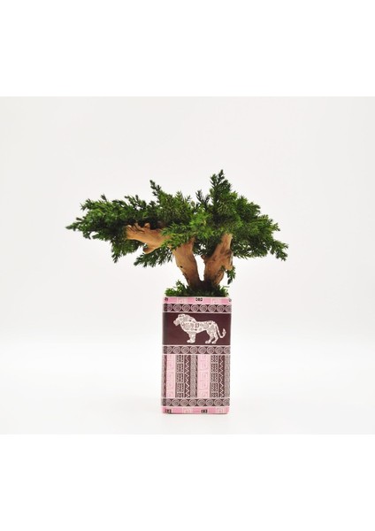 Hitit Desenli Seramik Saksıda El Yapımı Bonsai | Bakım Gerektirmeyen Doğal Dekoratif Ağaç | Japon Zen Masa Üstü Süsü indirimleri