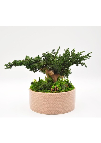 Bakım Gerektirmeyen Doğal Bonsai | 19 cm Seramik Saksıda Zen Dekoratif Bitki