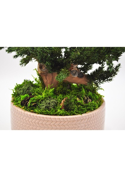 Bakım Gerektirmeyen Doğal Bonsai | 19 cm Seramik Saksıda Zen Dekoratif Bitki modelleri