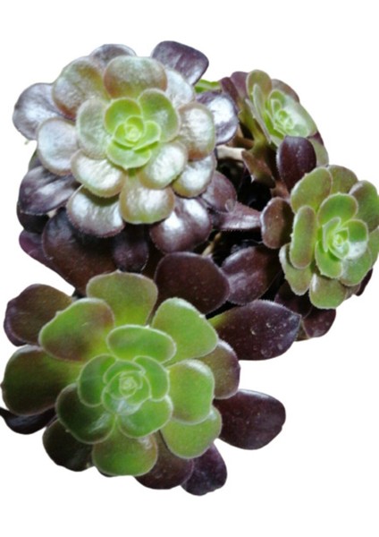Kampanyalı Aeonium Arboreum Var. Atropurpureum Sukulent Bitki