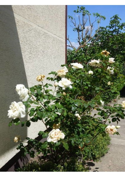 Avantajlı Sarmaşık Gül Beyaz Renkli Kokulu (90 140CM) 1 Adet Saksılı Aşılı Gül White Rose fırsatları