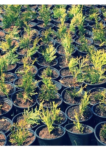 Favori Ürün Limoni Servi Limon Selvi Fidanı (10 15CM) 8 Adet Tüplü Dış Mekan Cupressus Macrocarpa