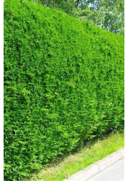 Favori Ürün Favori Leylandi Çam Fidanı (70-100 Cm)1 Adet Saksılı Dış Mekan Cupressocyparis Leylandii fırsatları