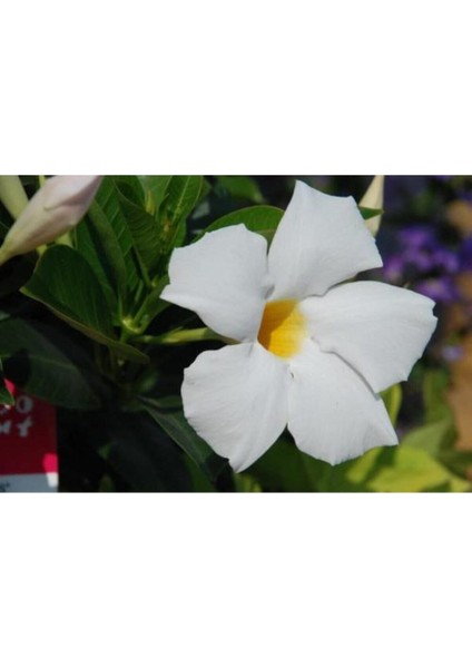 Çok Satan 3'lü Beyaz Renk Mandevilla Sarmaşığı Çiçeği 40-60 cm Tüplü Çiçekli Bodur Bitkiler