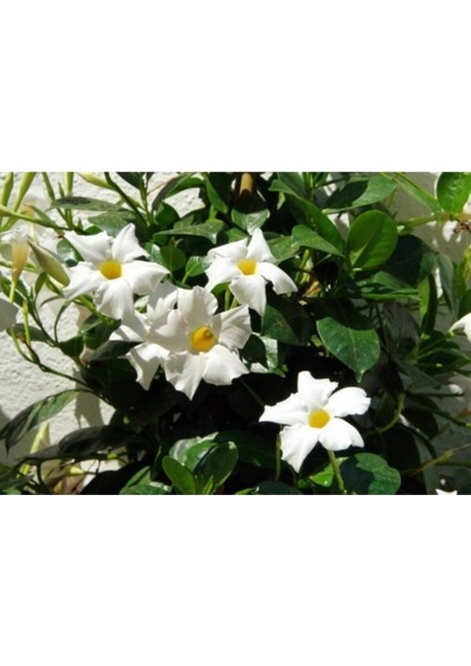 Çok Satan 3'lü Beyaz Renk Mandevilla Sarmaşığı Çiçeği 40-60 cm Tüplü Çiçekli Bodur Bitkiler fiyatları