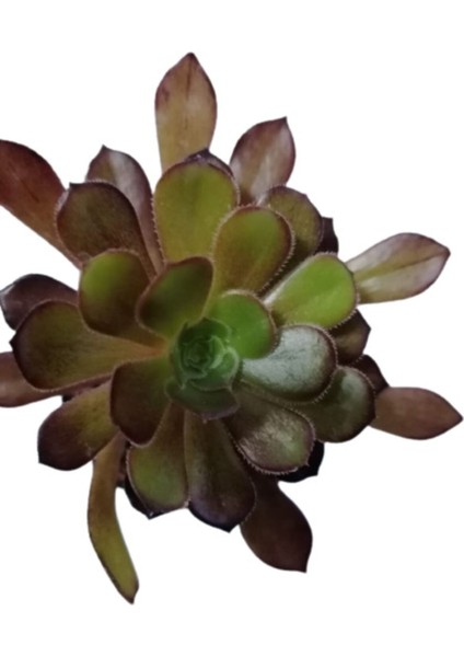 Kampanyalı Aeonium Arboreum Var. Atropurpureum Sukulent Bitki modelleri