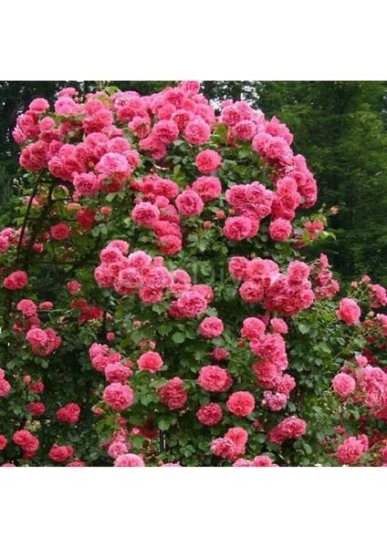 Avantajlı Sarmaşık Gül Fidanı Açık Pembe Renkli (90 140 Cm)1 Adet Tüplü Aşılı Gül Pink Rose