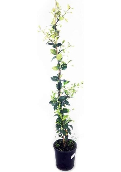 Saksıda Kokulu Arap Yasemini Fidanı 50-80 cm modelleri