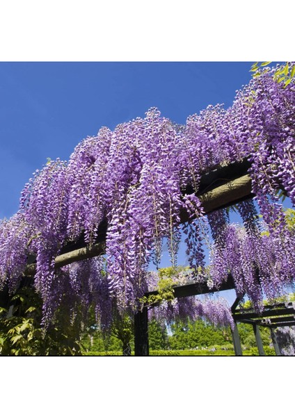 Wisteria Sinensis Kokulu Çin Morsalkım Mor Salkım Fidanı (40-50 cm Tüplü )