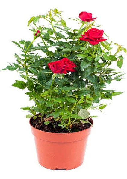 Kampanyalı Kokulu Kırmızı Gül 1 Adet Saksılı (50-70CM) Aşılı Gül (Red Rose)