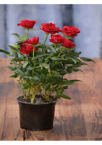 Kampanyalı Kokulu Kırmızı Gül 1 Adet Saksılı (50-70CM) Aşılı Gül (Red Rose) fırsatları