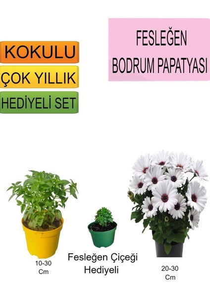 Çok Satan 3'lü Set Fesleğen+ Bodrum Papatyası+ Hediyelik Fesleğen Çiçeği