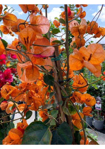 Çok Satan Turuncu Begonvil (70 90 Cm)1 Adet Saksılı/ Tüplü Bahçe Bitkisi Bougainvillea