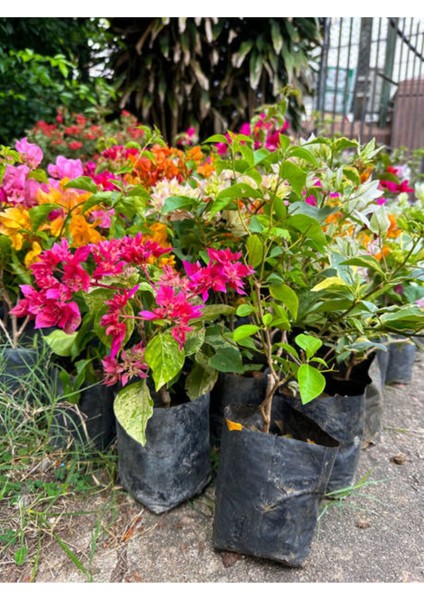Çok Satan Turuncu Begonvil (70 90 Cm)1 Adet Saksılı/ Tüplü Bahçe Bitkisi Bougainvillea