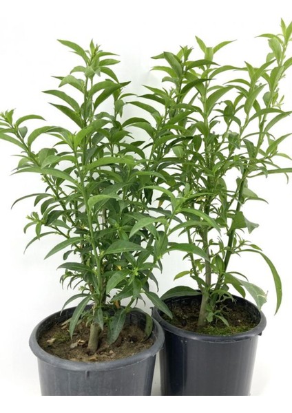Çok Satan Melisa Kolanya Çiçeği (50 70 Cm)4 Adet Saksılı Çiçekli Melissa Officinalis indirimleri