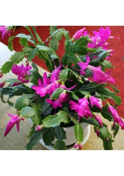 Çok Satan 1 Adet Pembe Renk Yılbaşı Çiçeği 10-20CM Tüplü Çiçekli Bodur Bitkiler Zygocactus