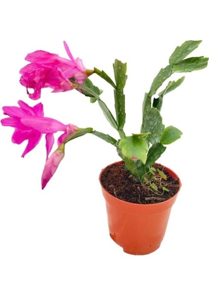 Çok Satan 1 Adet Pembe Renk Yılbaşı Çiçeği 10-20CM Tüplü Çiçekli Bodur Bitkiler Zygocactus fiyatları