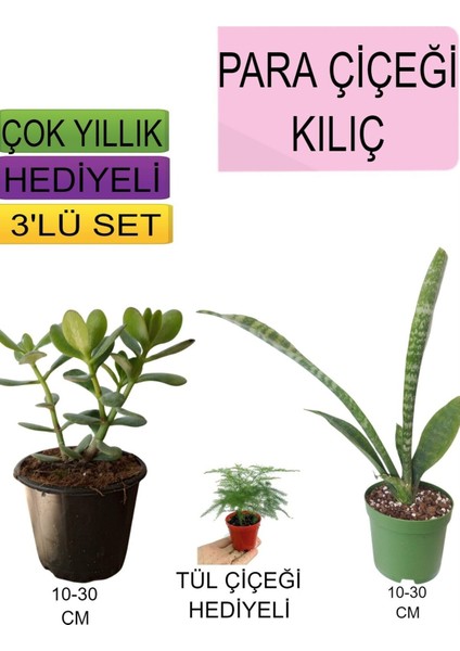 Çok Satan 3'lü Set Para Çiçeği+ Kılıç Çiçeği+Hediyelik Tül