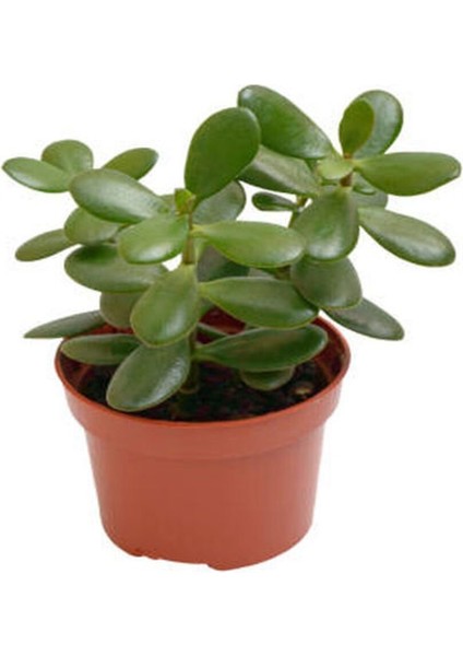 Çok Satan 3'lü Set Para Çiçeği+ Kılıç Çiçeği+Hediyelik Tül fiyatları