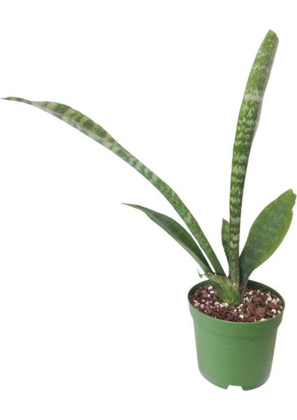 Çok Satan 3'lü Set Para Çiçeği+ Kılıç Çiçeği+Hediyelik Tül modelleri