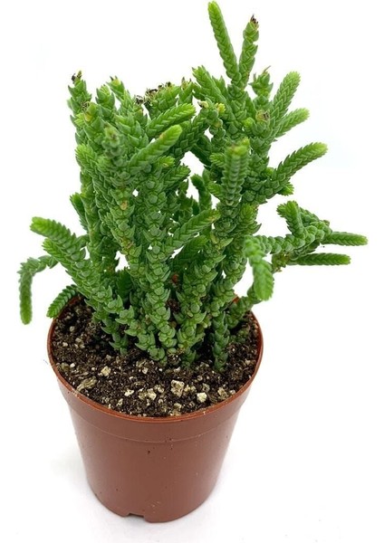 Kampanyalı Prenses Çamı Sukulent